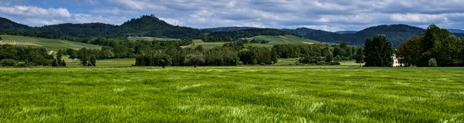 Getreidefeld im Frühling