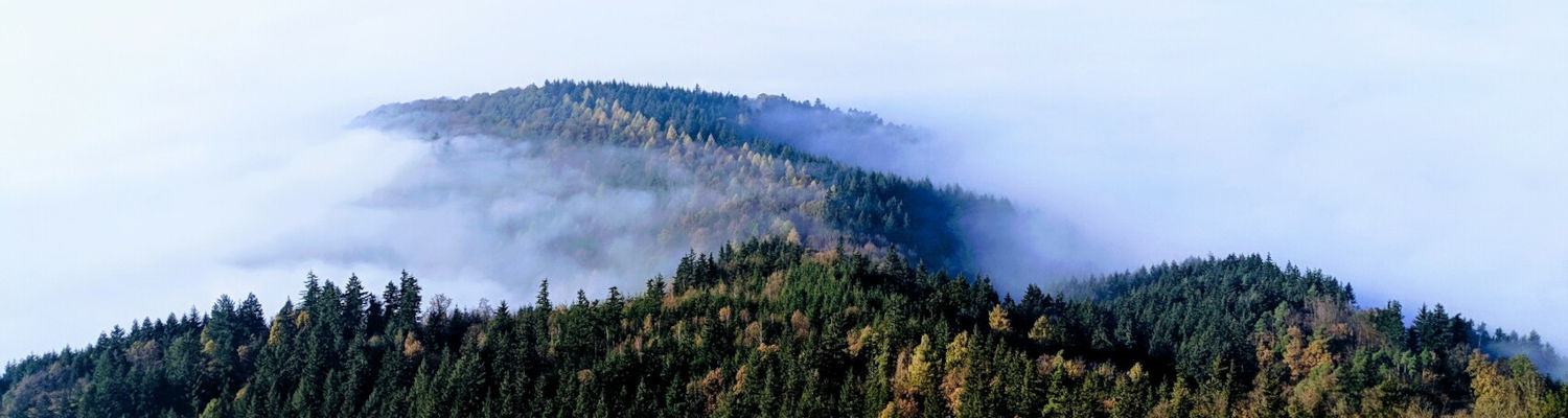 Nebel verschlingt die Bäume des Nordschwarzwalds